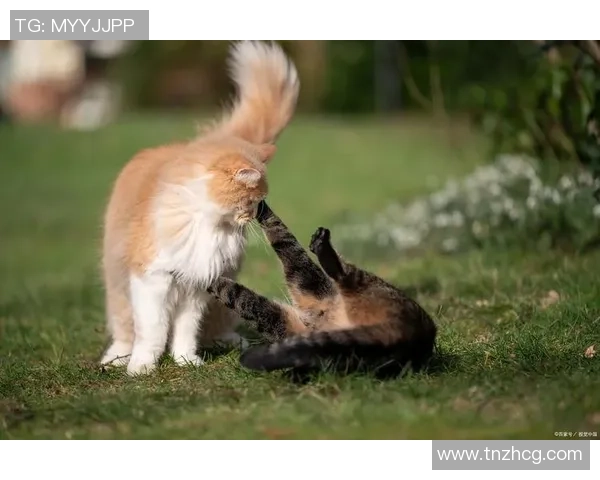 预言猫足球：揭秘未来比赛结果的神秘猫咪与足球的奇妙结合